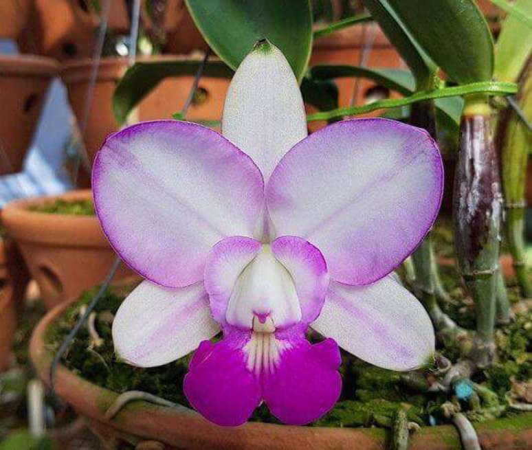 50. Orqu&iacute;deas raras Cattleya Walkeriana Feiticeira &ndash; Via: Pinterest
