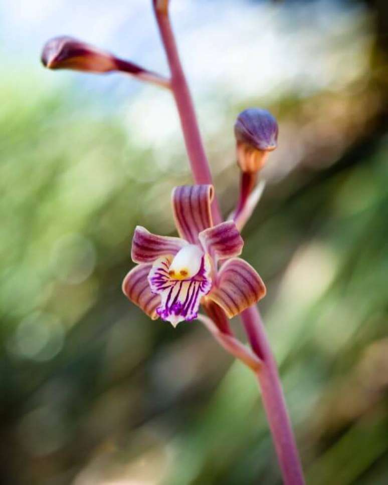 6. Orqu&iacute;deas esp&eacute;cies raras: Colemans Coral Root &ndash; Via: Pinterest