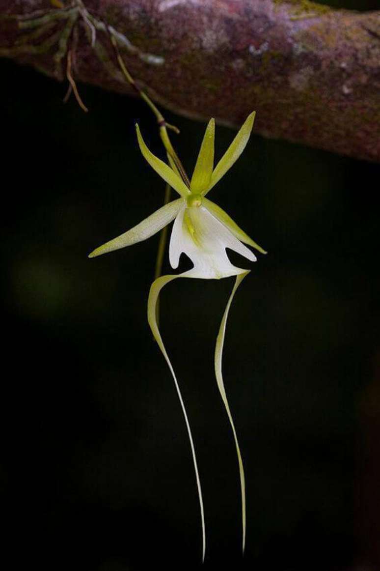 5. Orqu&iacute;deas raras esp&eacute;cie dendrophylaz lindenii &ndash; Via: Pinterest