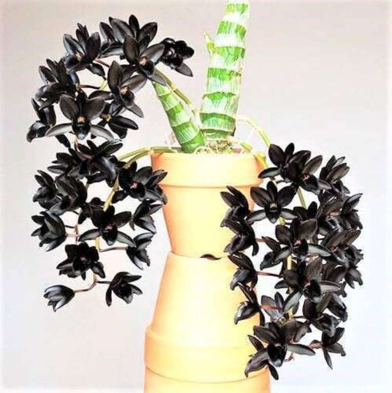 53. Orqu&iacute;deas raras esp&eacute;cie orqu&iacute;dea negra &ndash; Via: Jardim Ex&oacute;tico