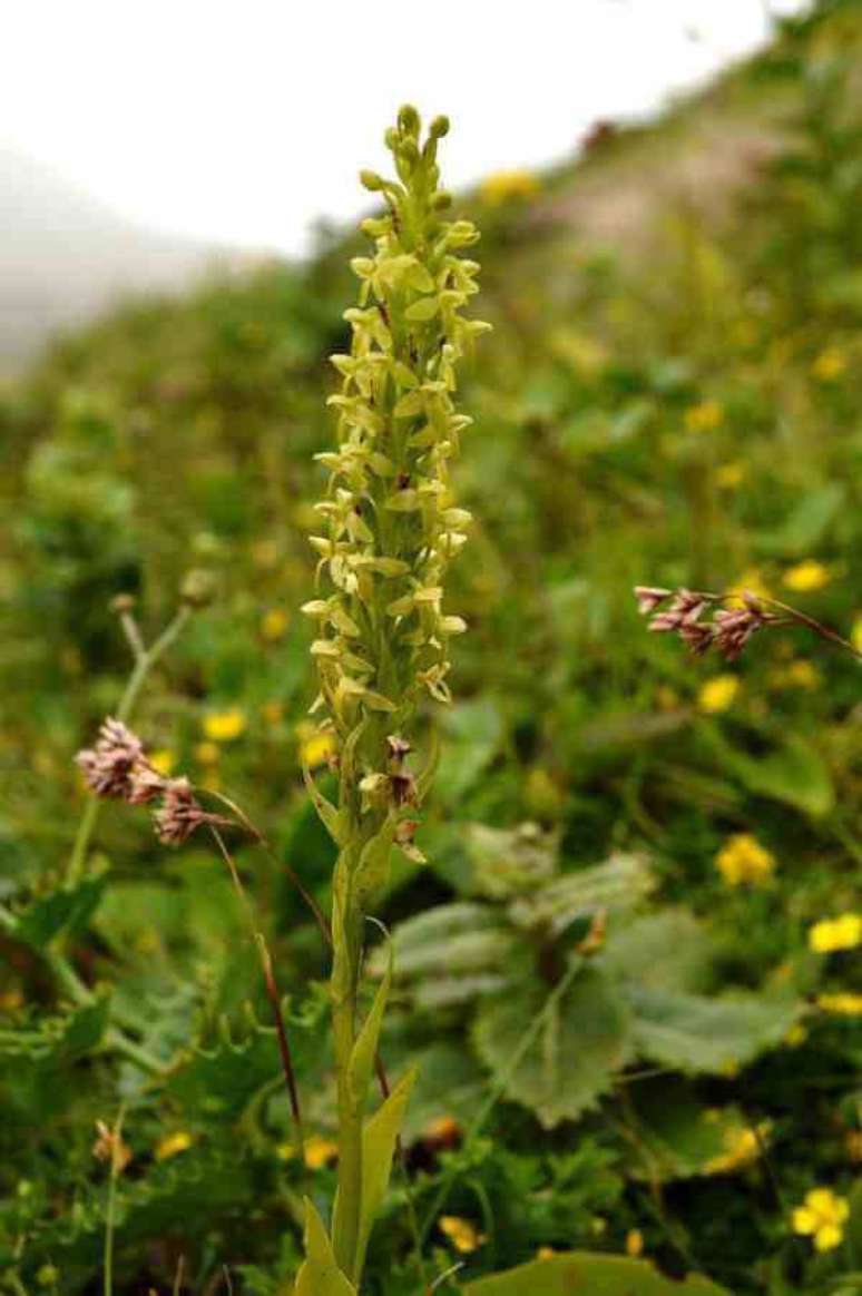 8. Esp&eacute;cie de orqu&iacute;dea Plantanthera Azoica &ndash; Via: Pinterest