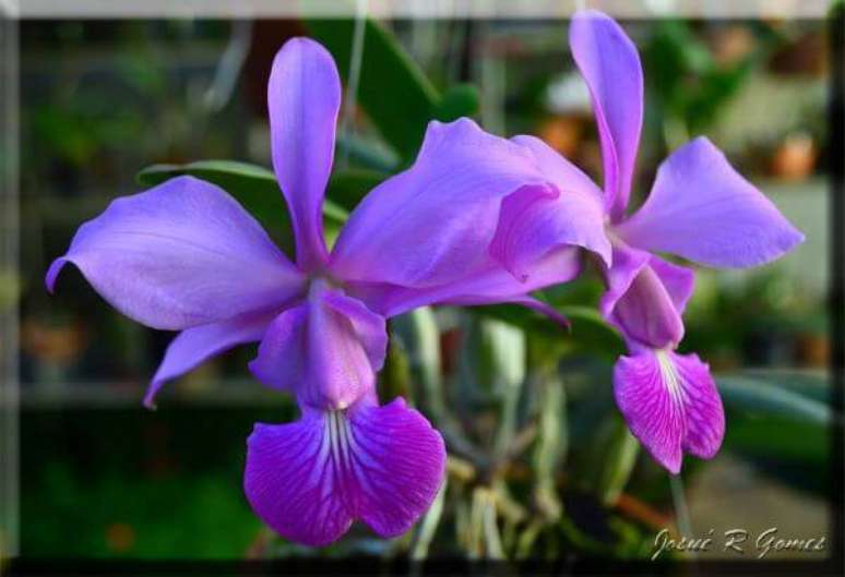 11. Orqu&iacute;deas com formatos diferentes, esp&eacute;cie Cattleya Walkeriana