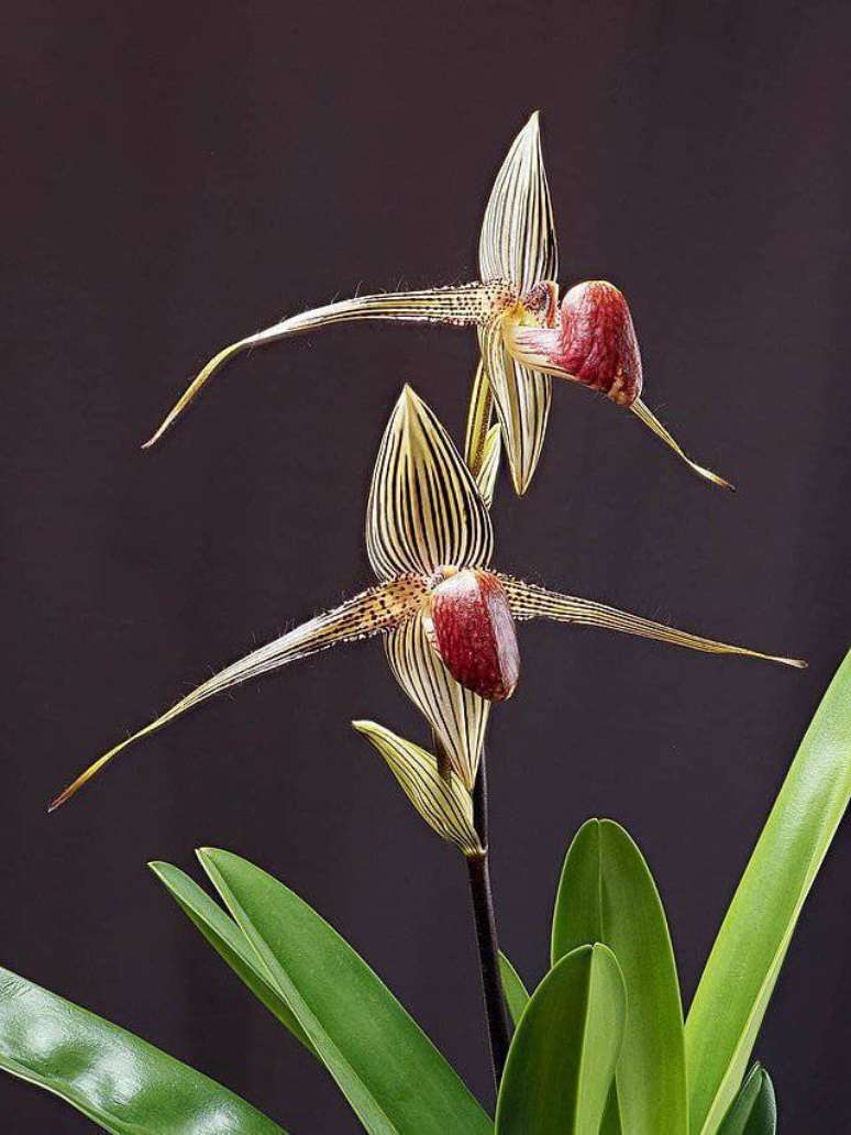 13. Fotos orqu&iacute;deas esp&eacute;cies Paphiopedilum Rothschildianum &ndash; Via: Pinterest