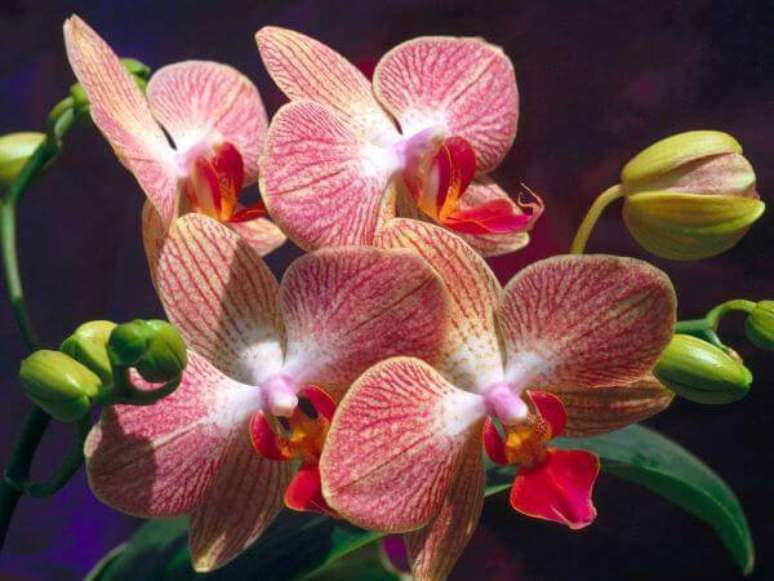 16. Orqu&iacute;deas raras em tons de vermelho &ndash; Via: Mercado Livre