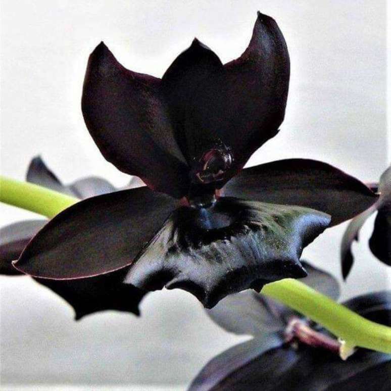 17. Orqu&iacute;dea negra super rara &ndash; Via: Como cuidar da orqu&iacute;dea