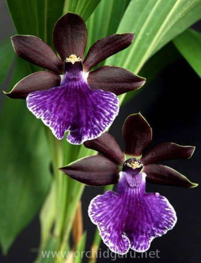 18. Orqu&iacute;deas raras negra com detalhes roxo &ndash; Via:&nbsp;Orchidguru