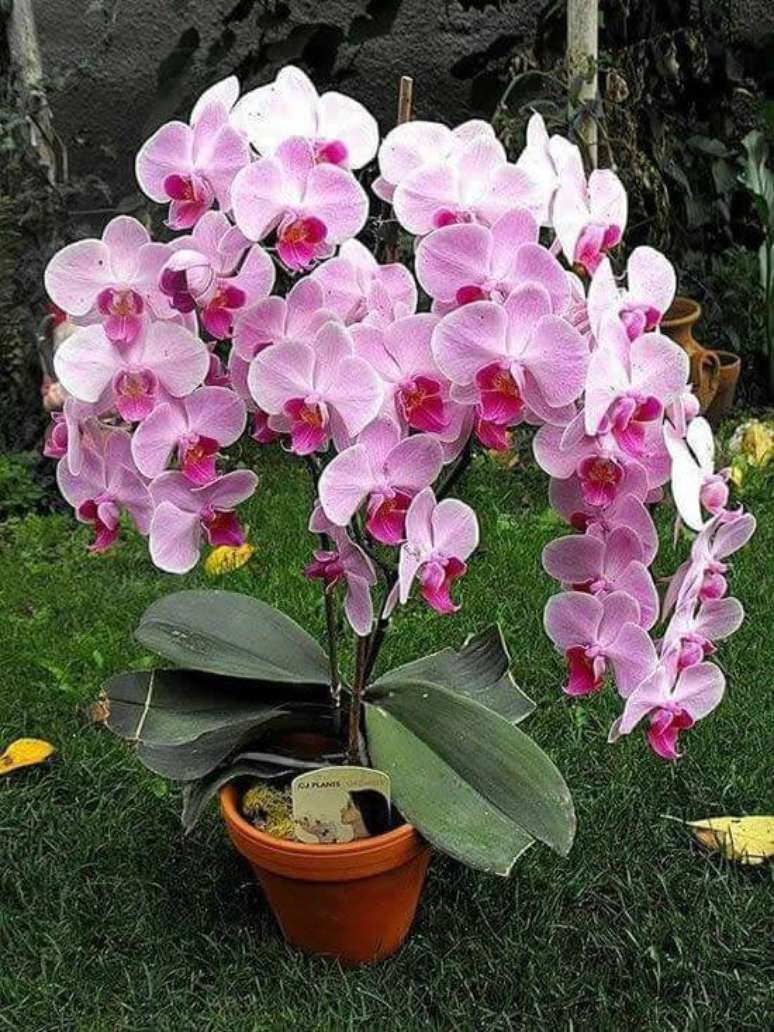 19. Orqu&iacute;deas raras no vaso como cuidar &ndash; Via: Como cuidar de orqu&iacute;deas