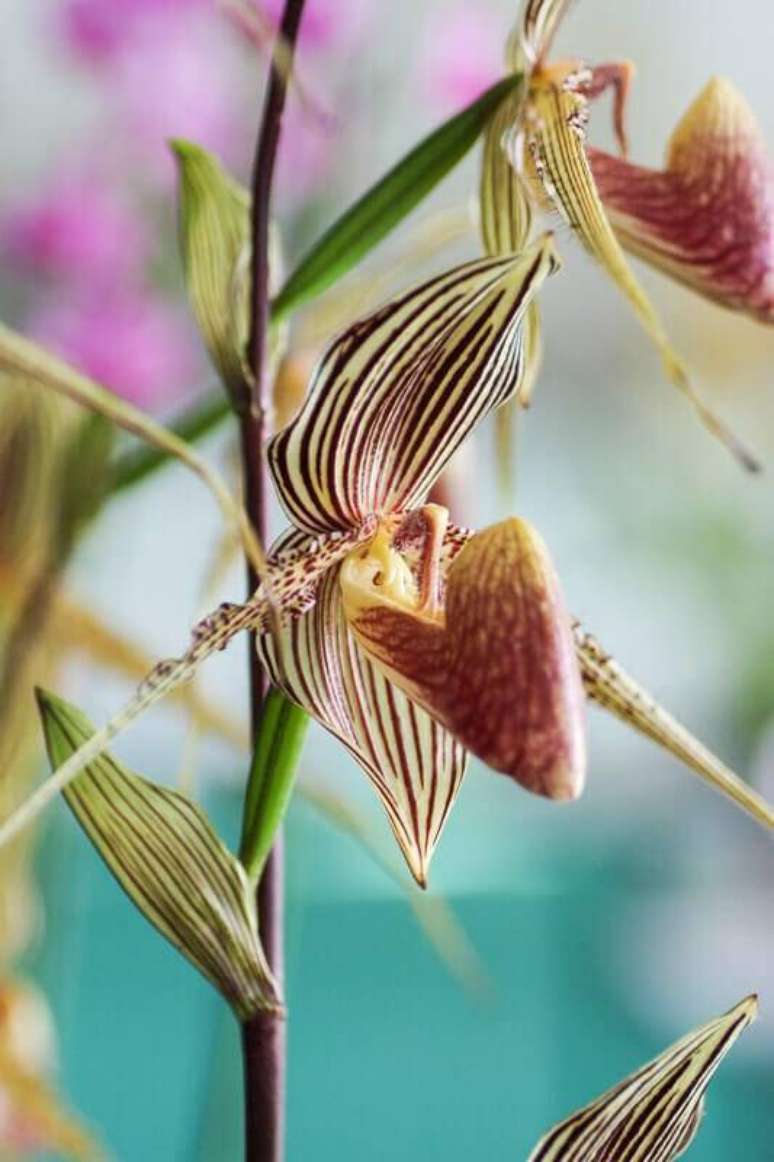 22. Orqu&iacute;deas raras da esp&eacute;cie Paph Rothschildianum