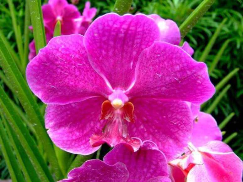 23. Orqu&iacute;deas raras da esp&eacute;cie &ldquo;feiticeira&rdquo; &ndash; Via: Minube