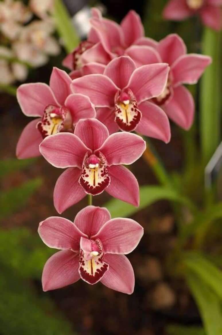 24. Orqu&iacute;deas raras para colocar no jardim &ndash; Via: Pinterest