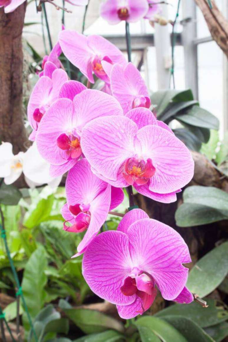 25. Orqu&iacute;deas raras &ndash; Via: Phalaenopsis