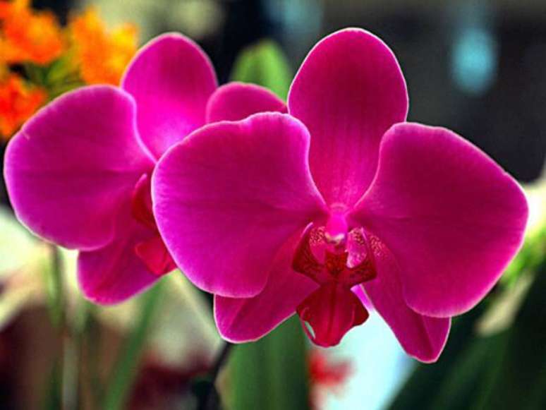 26. Orqu&iacute;deas raras na cor pink &ndash; Via: Artesanato Online