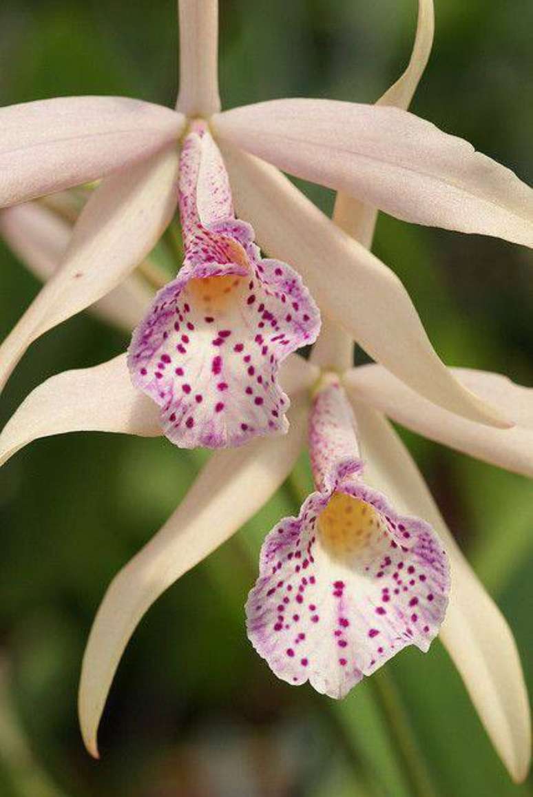 27. Orqu&iacute;deas raras em branco com desenhos em roxo e amarelo &ndash; Via: Pinterest