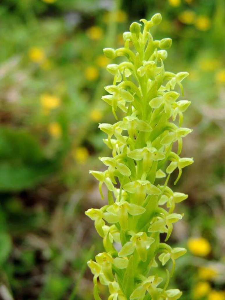 28. Orqu&iacute;deas raras da esp&eacute;cie Plantanthera Azoica