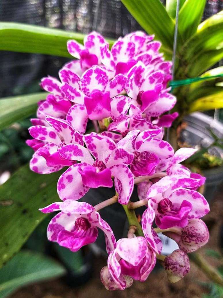 29. A orqu&iacute;dea Rhynchostylis &eacute; uma das mais por conta da sua colora&ccedil;&atilde;o &ndash; Via: Pinterest