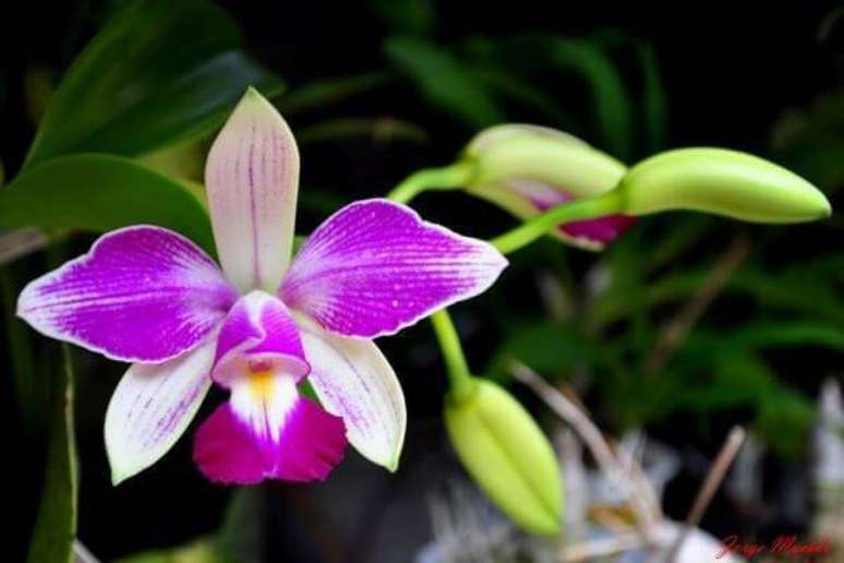 30. Orqu&iacute;dea roxa e branca &ndash; Via: Mercado Livre