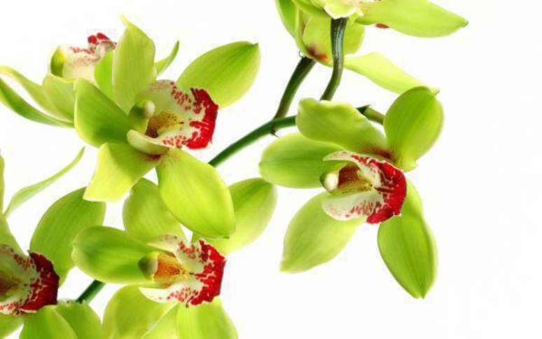 7. Orqu&iacute;deas raras da esp&eacute;cie: Shenzhen Nongke Medium