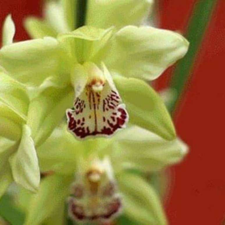 31. Orqu&iacute;deas raras em amarelo e vermelho da esp&eacute;cie Shenzhen Nongke
