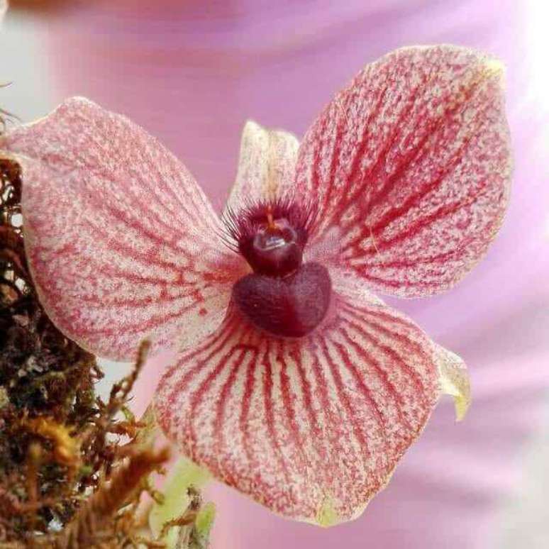 9. Orqu&iacute;deas raras da esp&eacute;cie Telipogon Diabolicus Picdeer &ndash; Via: Pinterest