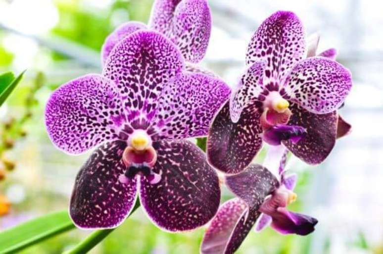 33. Orqu&iacute;deas raras em tons de roxo &ndash; Via: Tudo de Orqu&iacute;deas