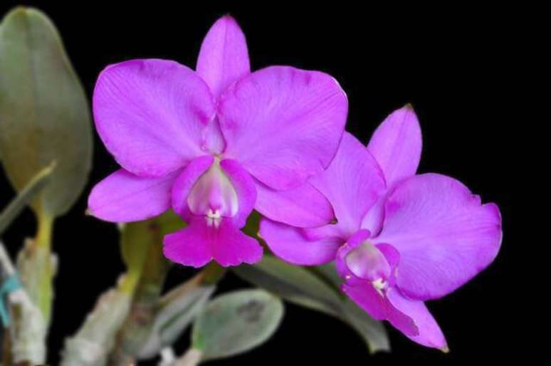 3. Orqu&iacute;deas esp&eacute;cies raras: Cettleya Walkeriana &ndash; Via: Pinterest
