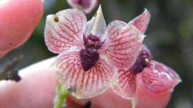 34. A Orqu&iacute;dea telipogon diabolicus &eacute; conhecida pela semelhan&ccedil;a na coluna com uma &ldquo;cabe&ccedil;a de diabo&rdquo; &ndash; Via: Pinterest