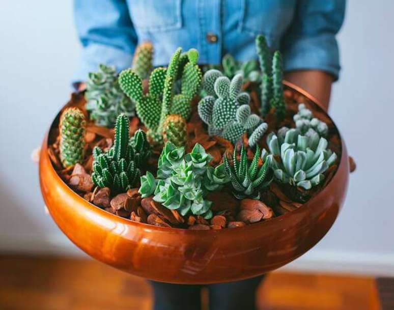 15. Forme um lindo vaso com diferentes tipos de cactos e suculentas. Fonte: Pinterest