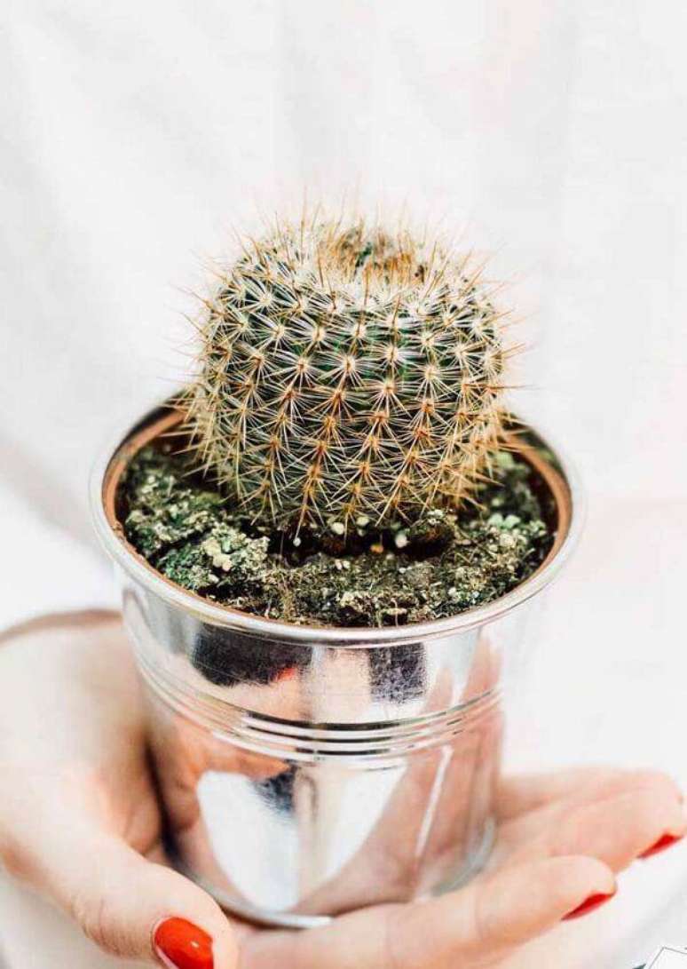 21. Utilize um vaso metálico para cultivar diferentes tipos de cactos. Fonte: Pinterest
