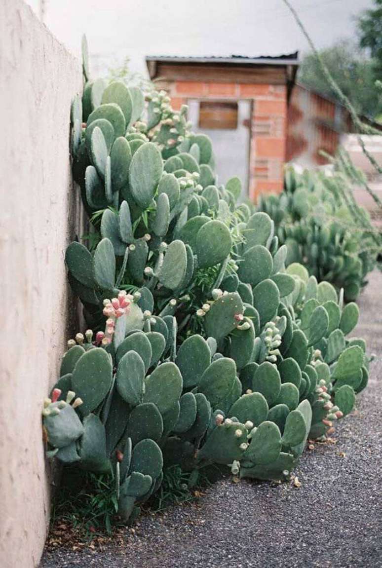 22. A Figueira da Índia é um dos tipos de cactos que podem ser cultivadas no canto da parede. Fonte: Pinterest