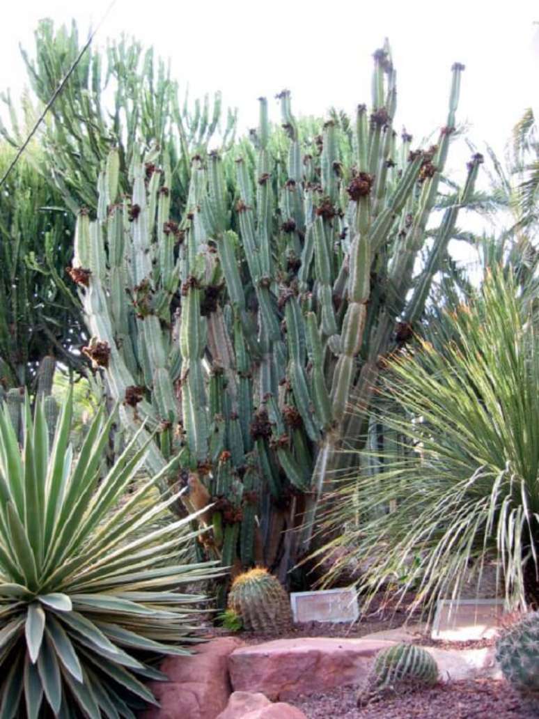 18. O cacto do Peru é considerado um cacto grande, pois sua espécie pode atingir até nove metros de altura. Fonte: Pinterest