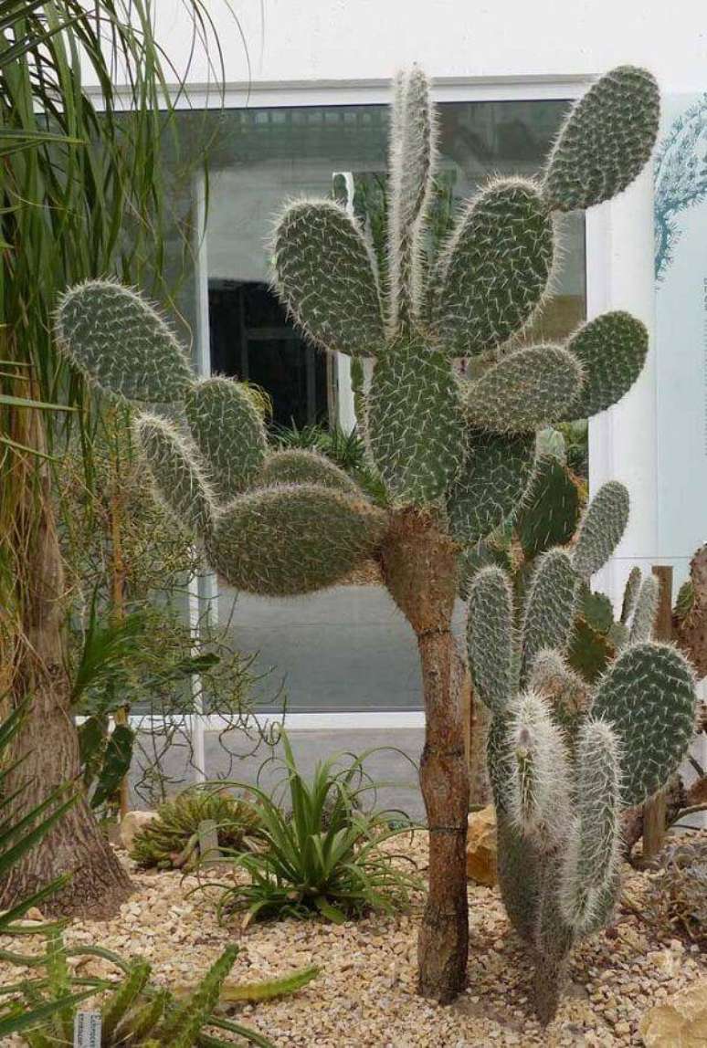 7. O cacto semáforo é um dos tipos de cactos grandes. Fonte: Pinterest