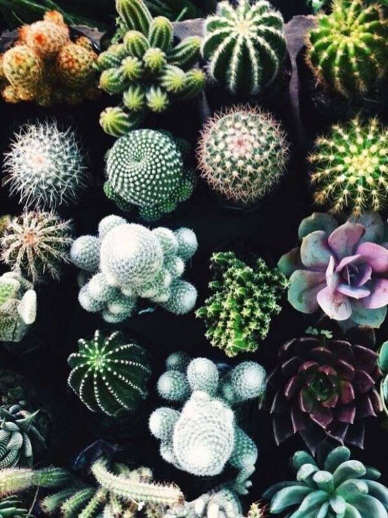 17. Diferentes tipos de cactos que podem ser cultivados em casa. Fonte: Casa Vogue