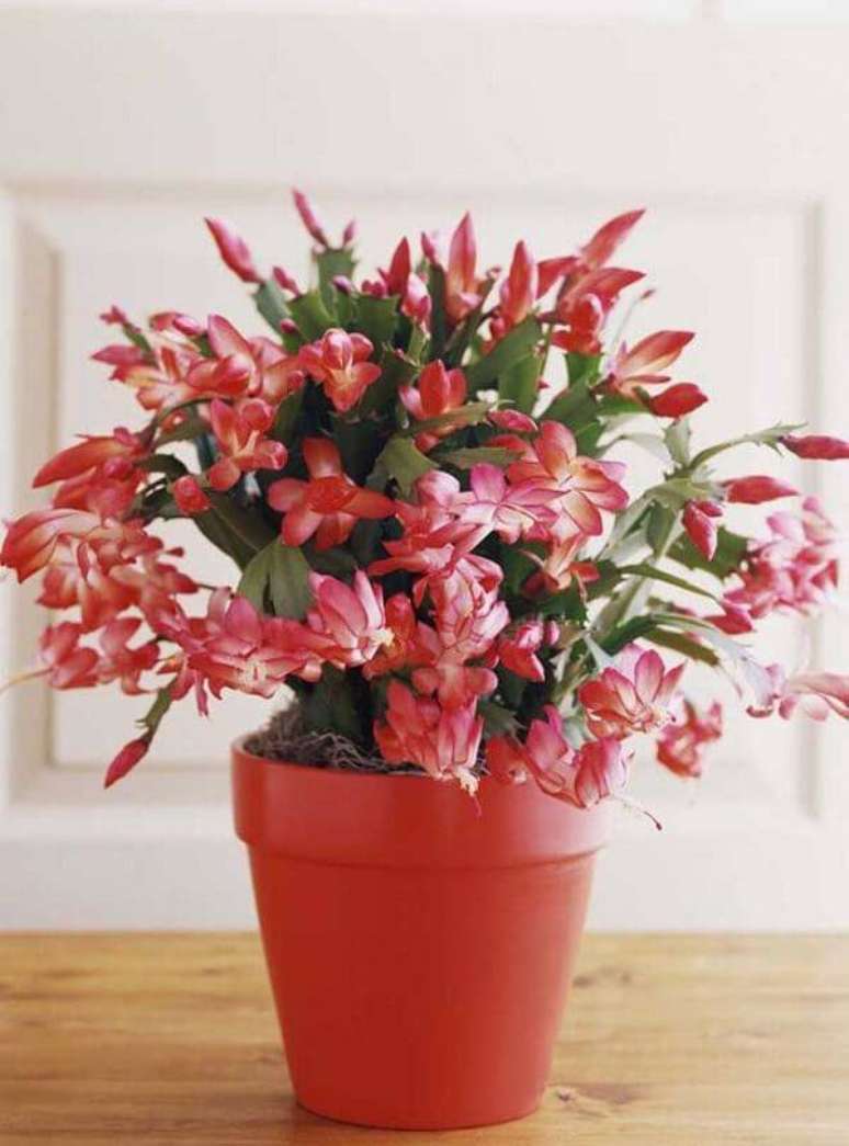8. A flor de maio (Chlumbergera Truncata) é um dos tipos de cactos que dão flores. Fonte: Pinterest