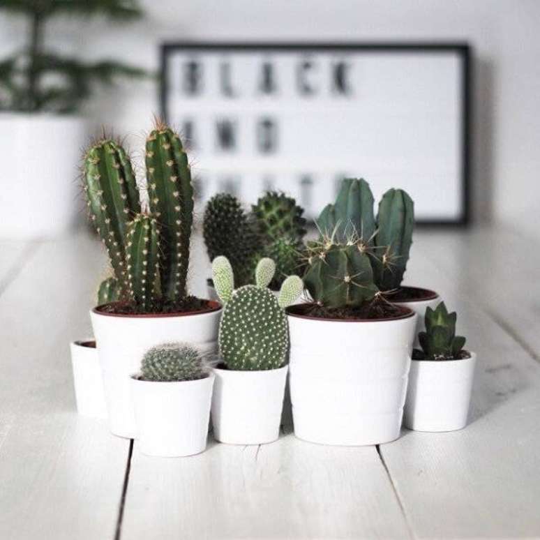 6. Cultive diferentes tipos de mini cactos em casa. Fonte: Casa Vogue