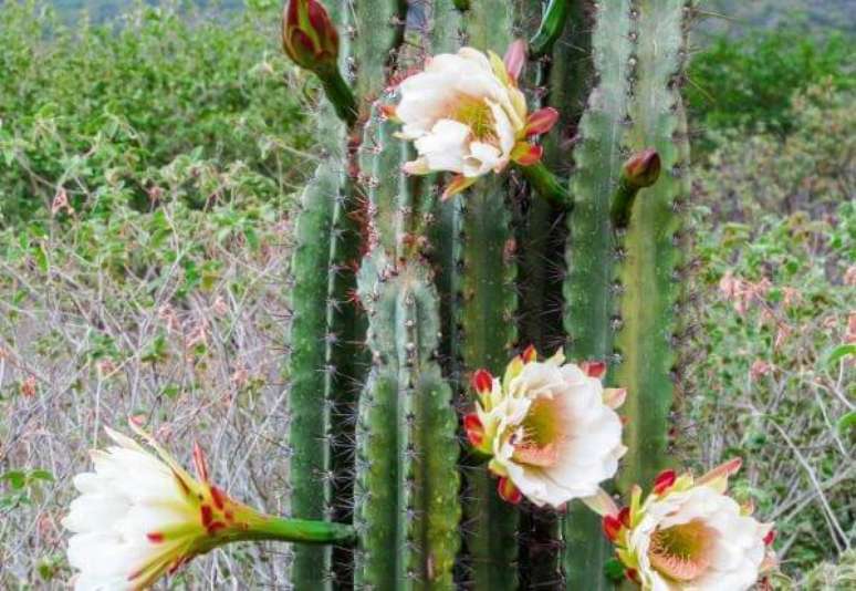 4. O Cereus Jamacaru é um tipo de cacto brasileiro. Fonte: Pinterest