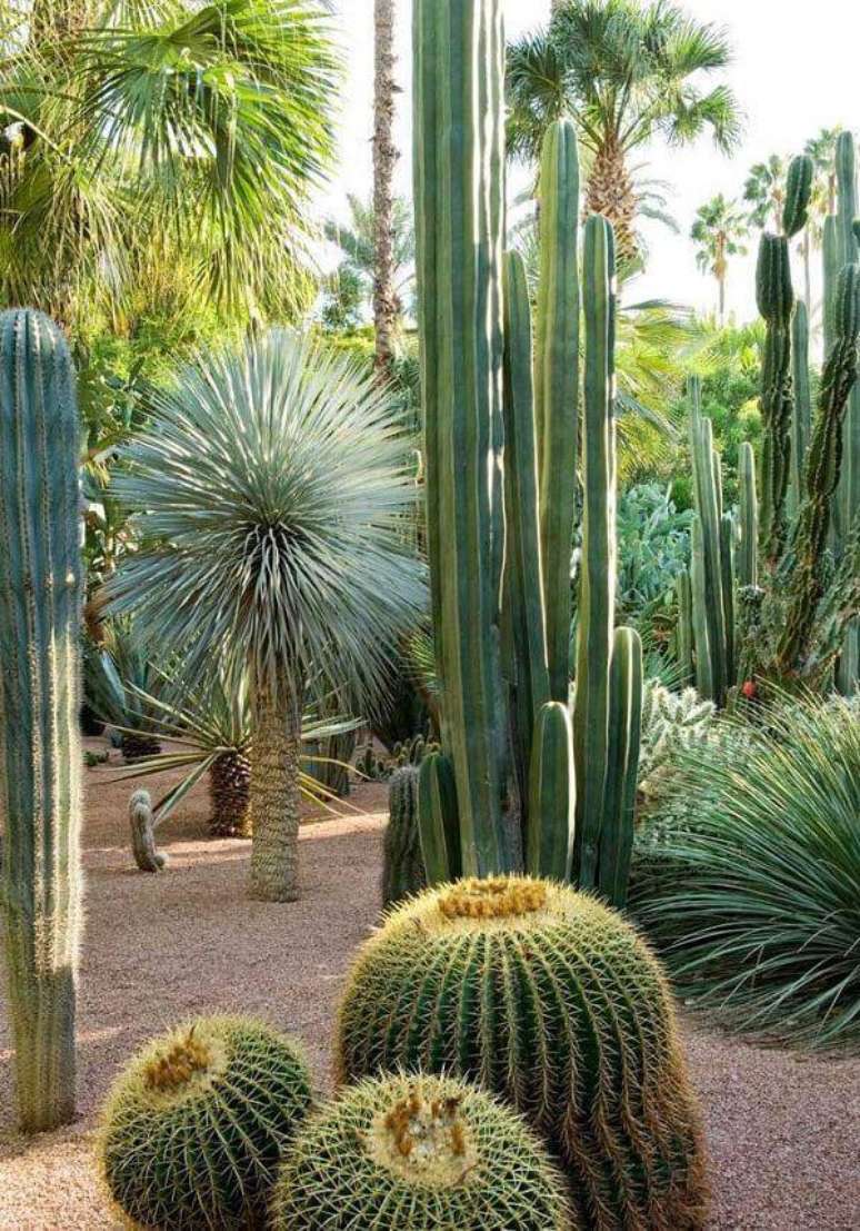 47. Cultive diferentes tipos de cactos grandes no jardim. Fonte: Pinterest