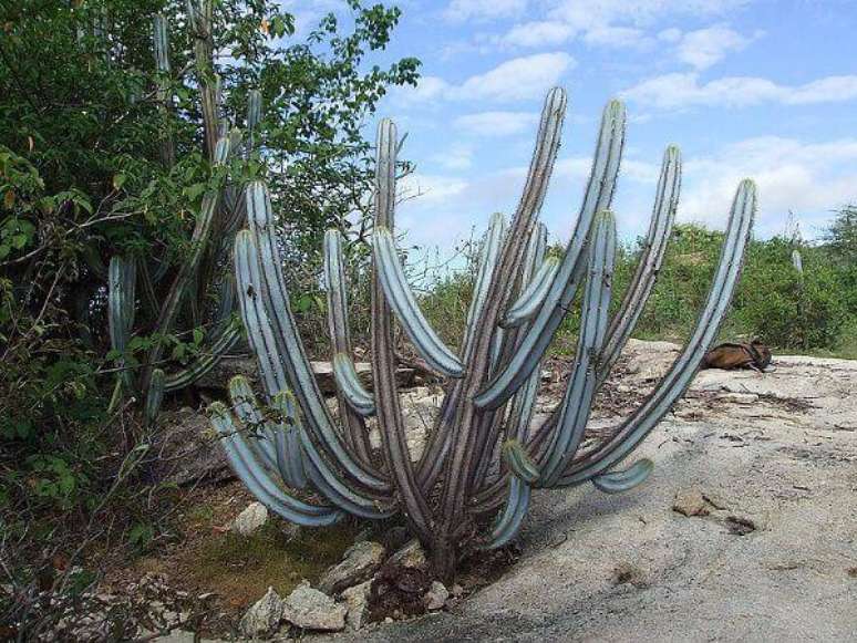 5. O pilosocereus magnificus é um tipo de cacto brasileiro. Fonte: Pinterest