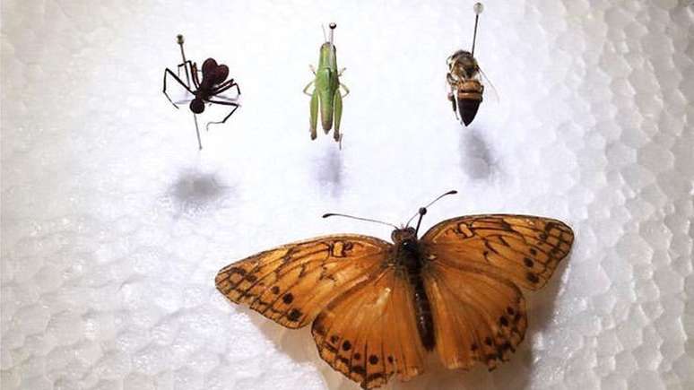 Insetos coletados pelo estudante de biologia Lu&iacute;s Paulo dos Santos Pereira; ele acabou multado em R$ 2,5 mil por um fiscal do Ibama