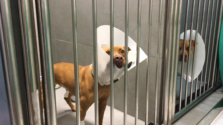 Cinco c&atilde;es resgatados em rinha est&atilde;o recebendo tratamento m&eacute;dico