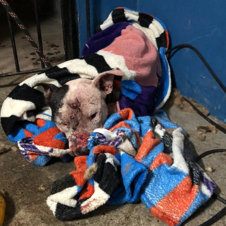 Pit bull encontrado machucado em rinha foi levado para abrigo onde recebe tratamento