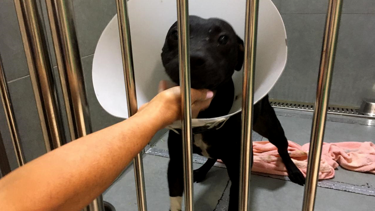 Desde janeiro na DPMA em Curitiba, 1 mil animais resgatados em 2019, 70% dom&eacute;sticos e 30% silvestres