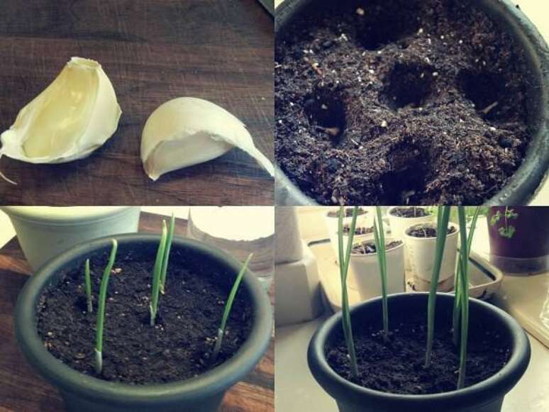 5. Como plantar alho em vaso. Fonte: Jardim do Mundo