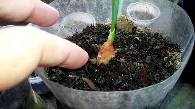 6. Como plantar alho em garrafa pet. Fonte: Pinterest