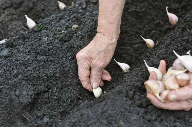 3. Como plantar alho em casa. Fonte: iStock
