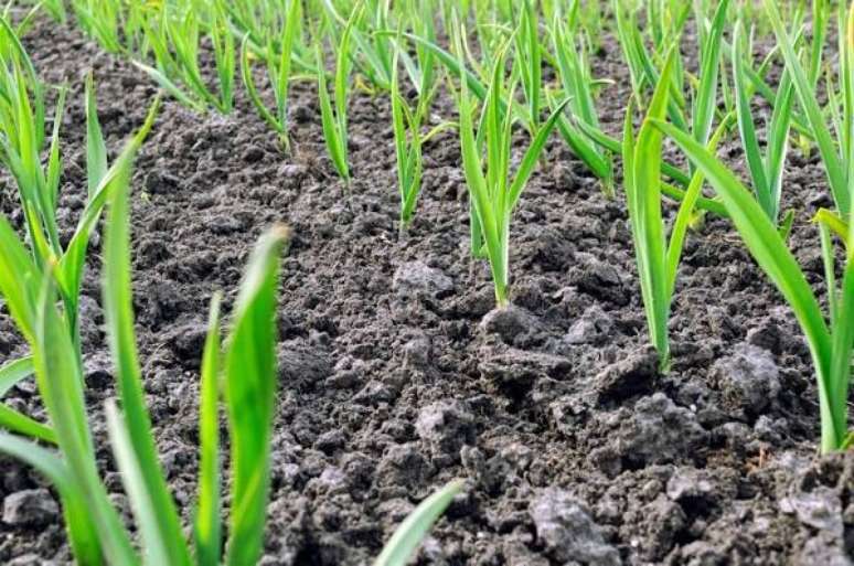 4. Como plantar alho em casa de forma saud&aacute;vel. Fonte: iStock