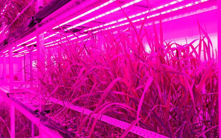 Pesquisadores tentarão cultivar trigo em contêineres com luz especial