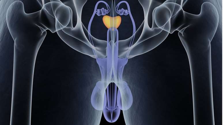 A função principal da próstata é fornecer o fluido prostático ou líquido seminal, que se mistura com os espermatozoides nos testículos para que possam sobreviver e ser expelidos durante a ejaculação.
