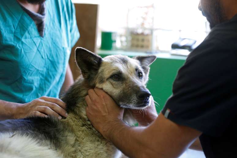 Cachorro &eacute; examinado por veterin&aacute;rios ap&oacute;s ficar machucado em inc&ecirc;ndio em Valpara&iacute;so
26/12/2019
REUTERS/Rodrigo Garrido