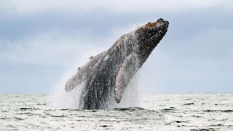 População de baleias-jubarte esteve à beira da extinção nos anos 1980