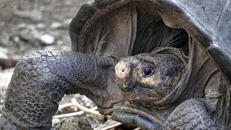 Tartaruga gigante fêmea foi avistada em Galápagos pela primeira vez desde 1906